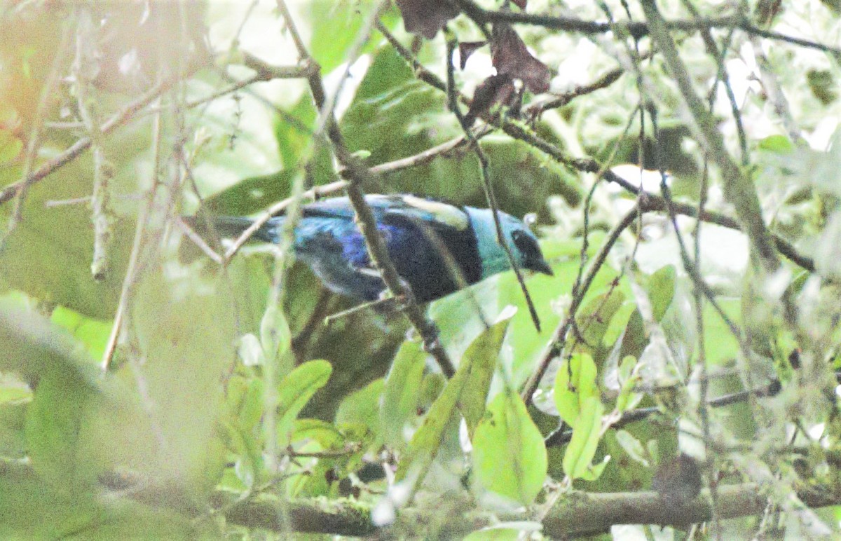 Blue-necked Tanager - ML139105161