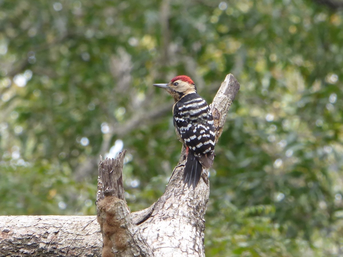 Fulvous-breasted Woodpecker - Rustom Jamadar