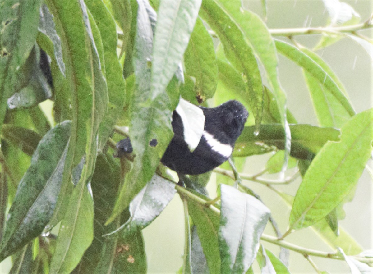 White-shouldered Tanager - ML139105971