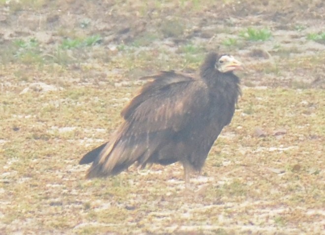 Egyptian Vulture - ML139107381