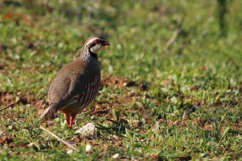 Red-legged Partridge - ML139108431