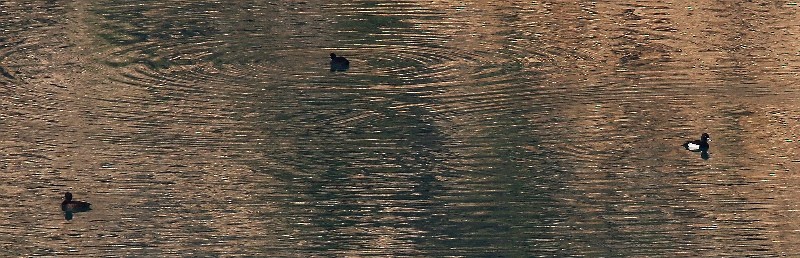 Tufted Duck - ML139108711