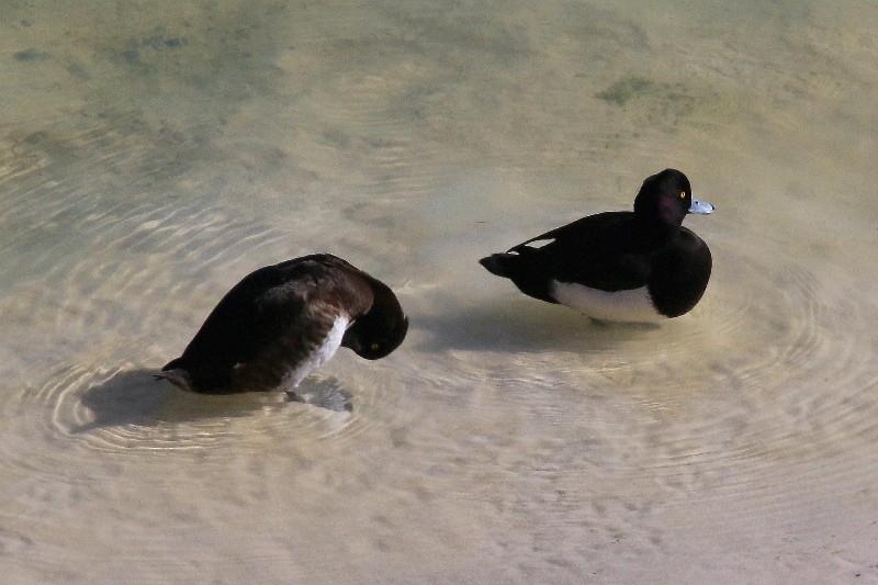 Tufted Duck - ML139108721