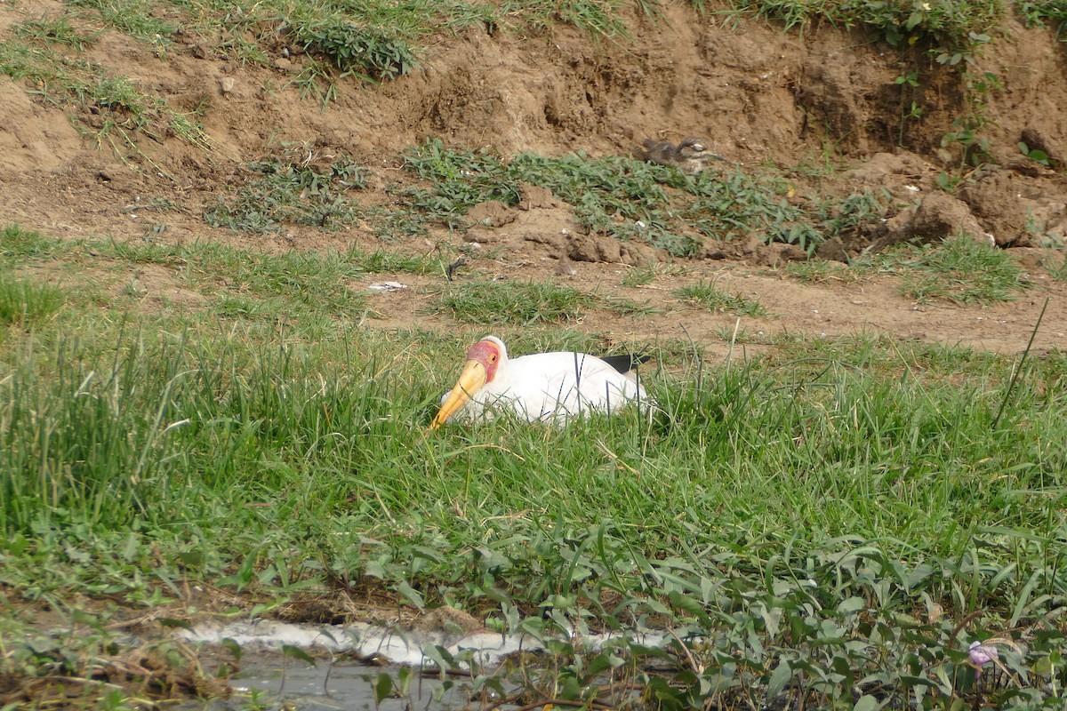 Yellow-billed Stork - Ronald de Mol
