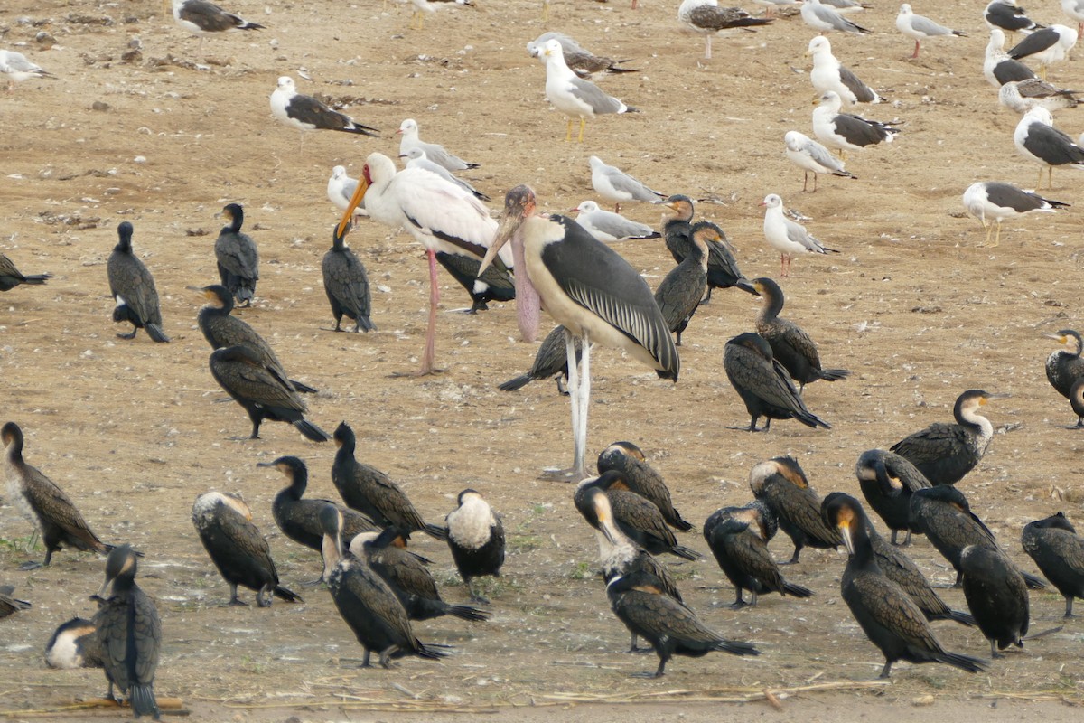 Marabou Stork - Ronald de Mol