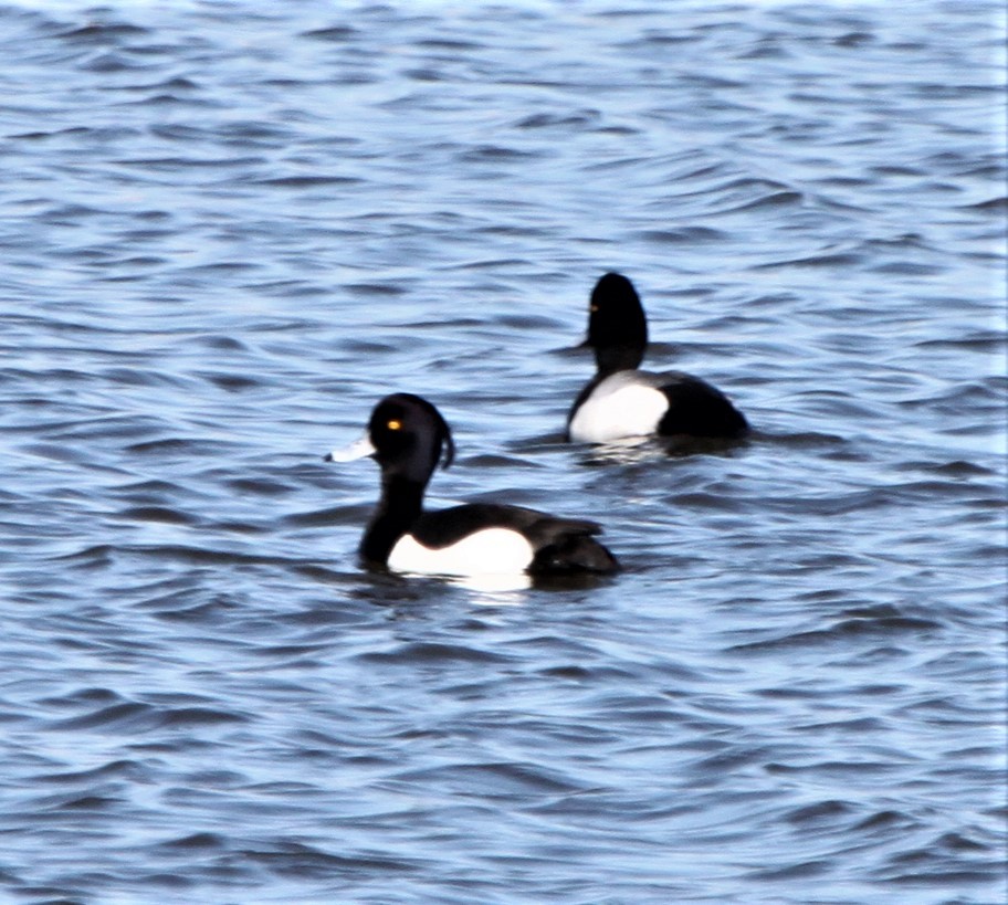 Tufted Duck - ML139111991