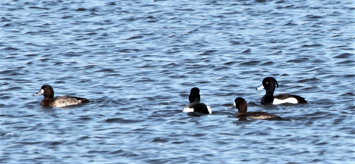 Tufted Duck - ML139112001