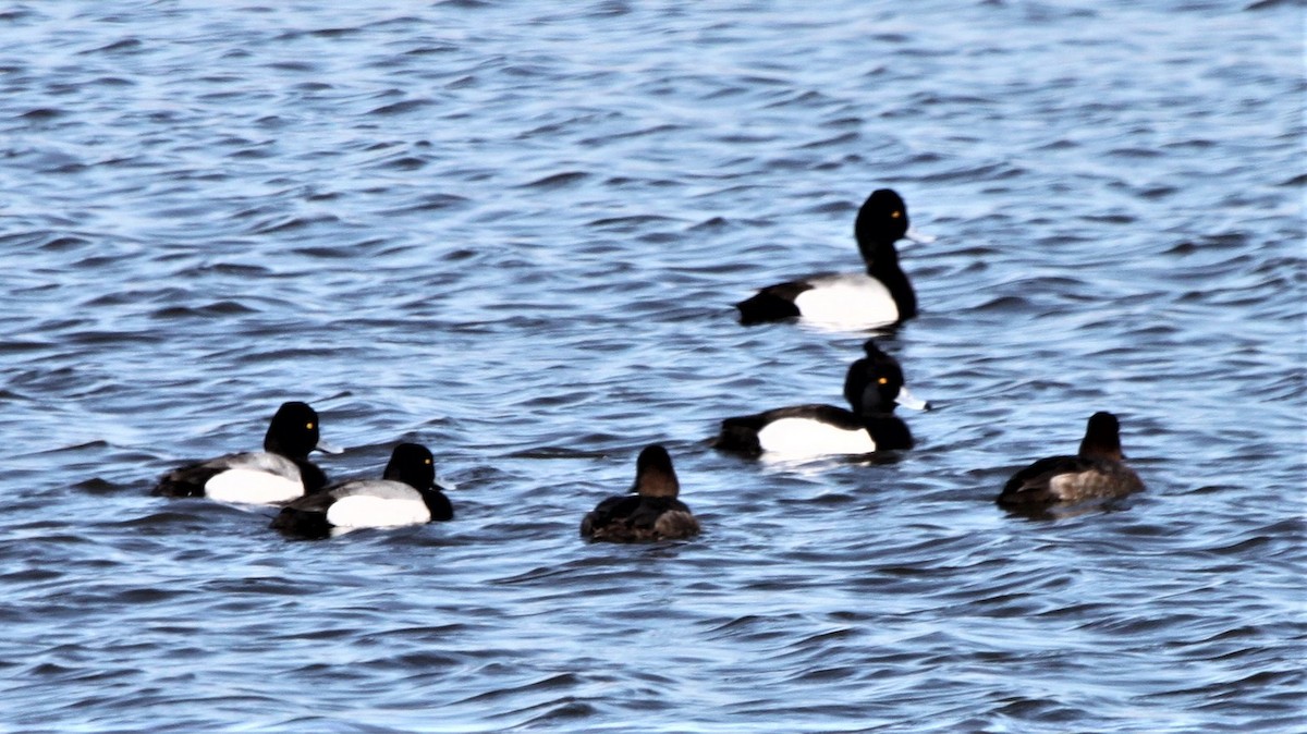 Tufted Duck - ML139112021