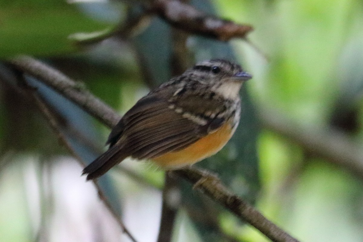 Peruvian Warbling-Antbird - Alta Tanner