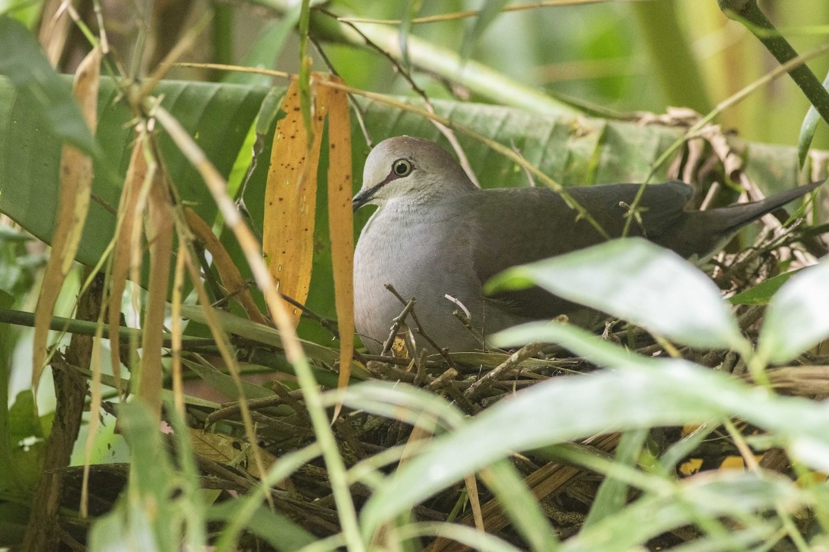 Gray-chested Dove - ML139112401
