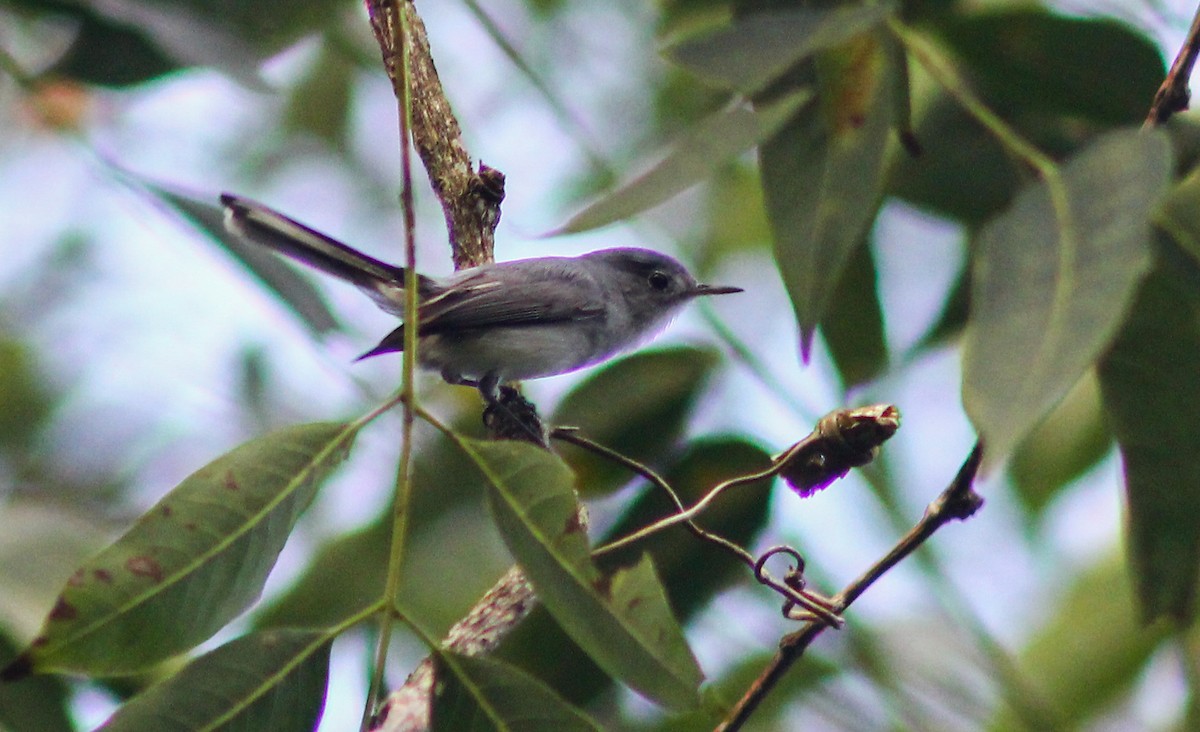 Blue-gray Gnatcatcher - Enrique Heredia (Birding Tours)