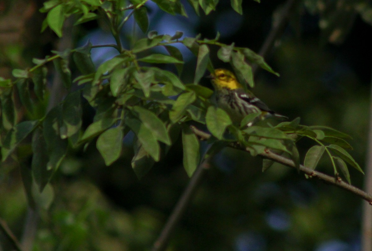 Black-throated Green Warbler - Enrique Heredia (Birding Tours)