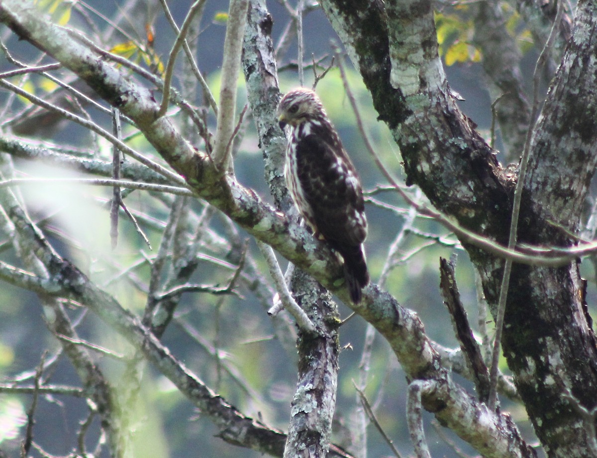 Broad-winged Hawk - Enrique Heredia (Birding Tours)
