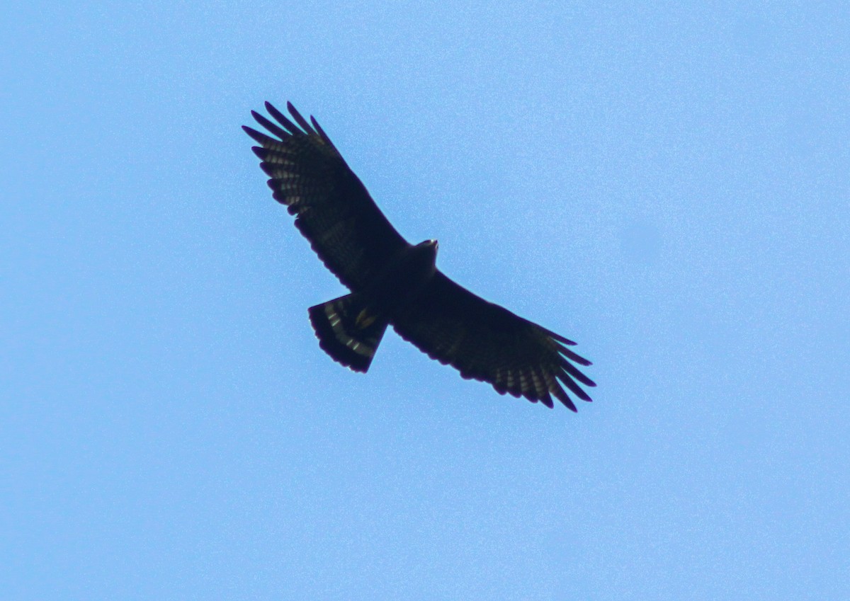 Zone-tailed Hawk - Enrique Heredia (Birding Tours)