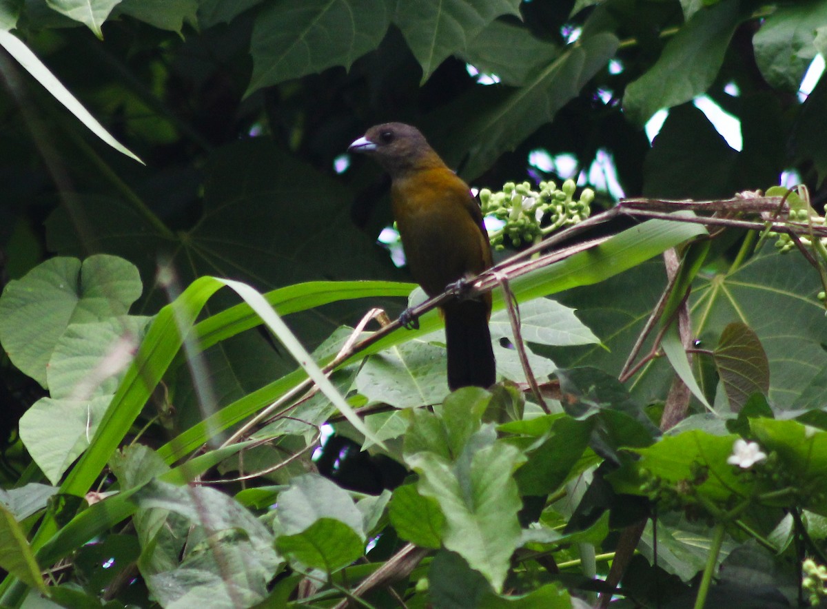 Scarlet-rumped Tanager - ML139116651
