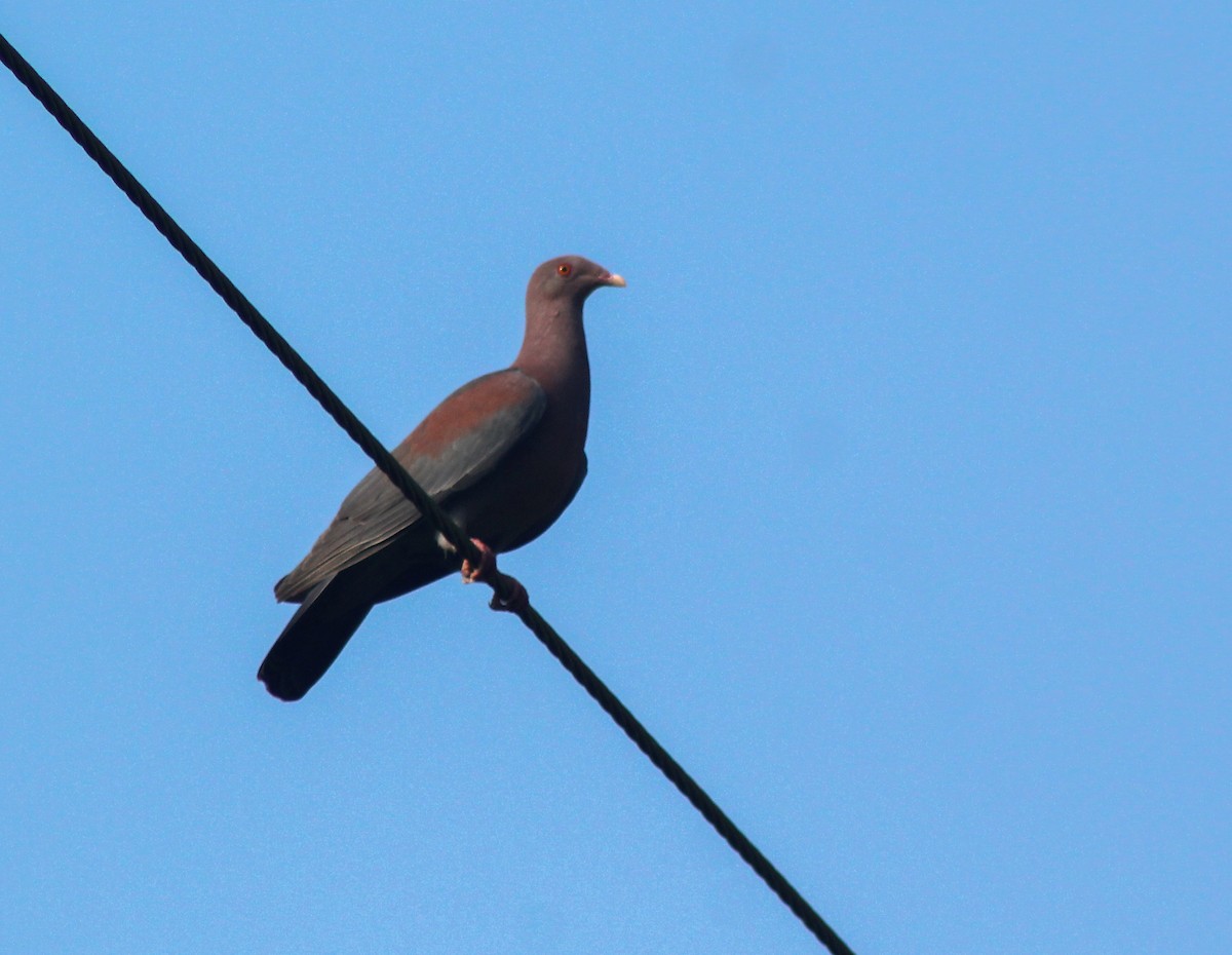 Red-billed Pigeon - Enrique Heredia (Birding Tours)