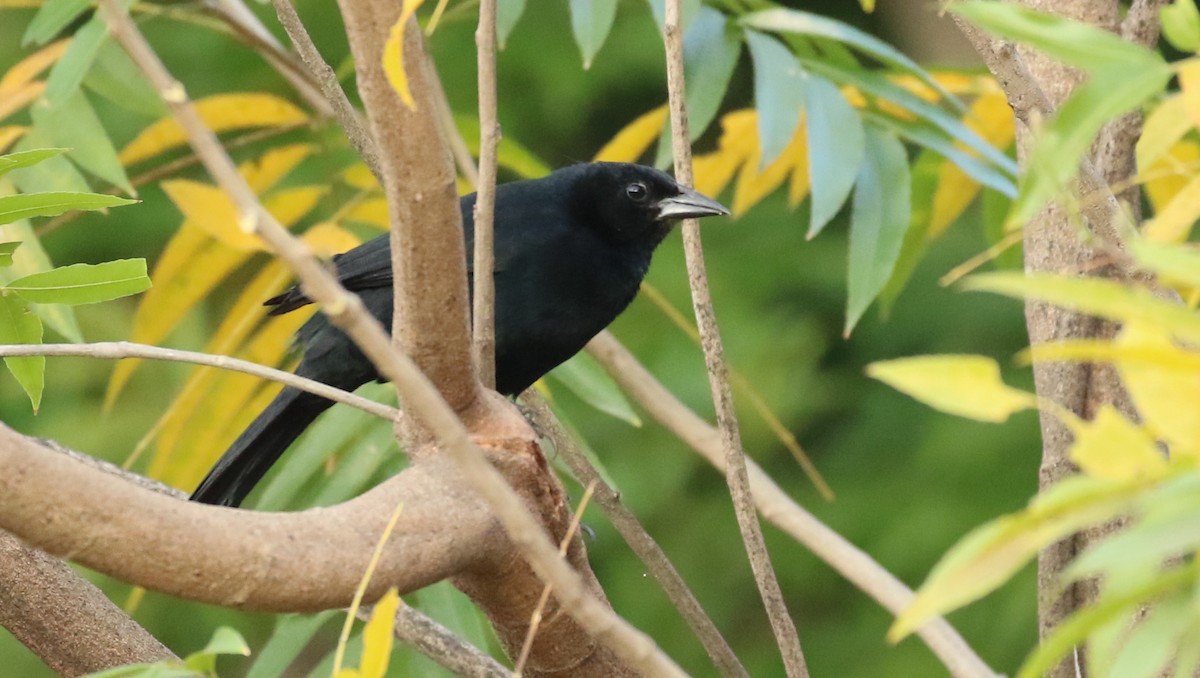 Melodious Blackbird - Hendrik Swanepoel
