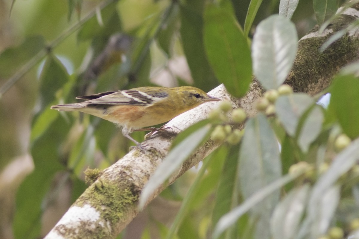 Bay-breasted Warbler - ML139119791