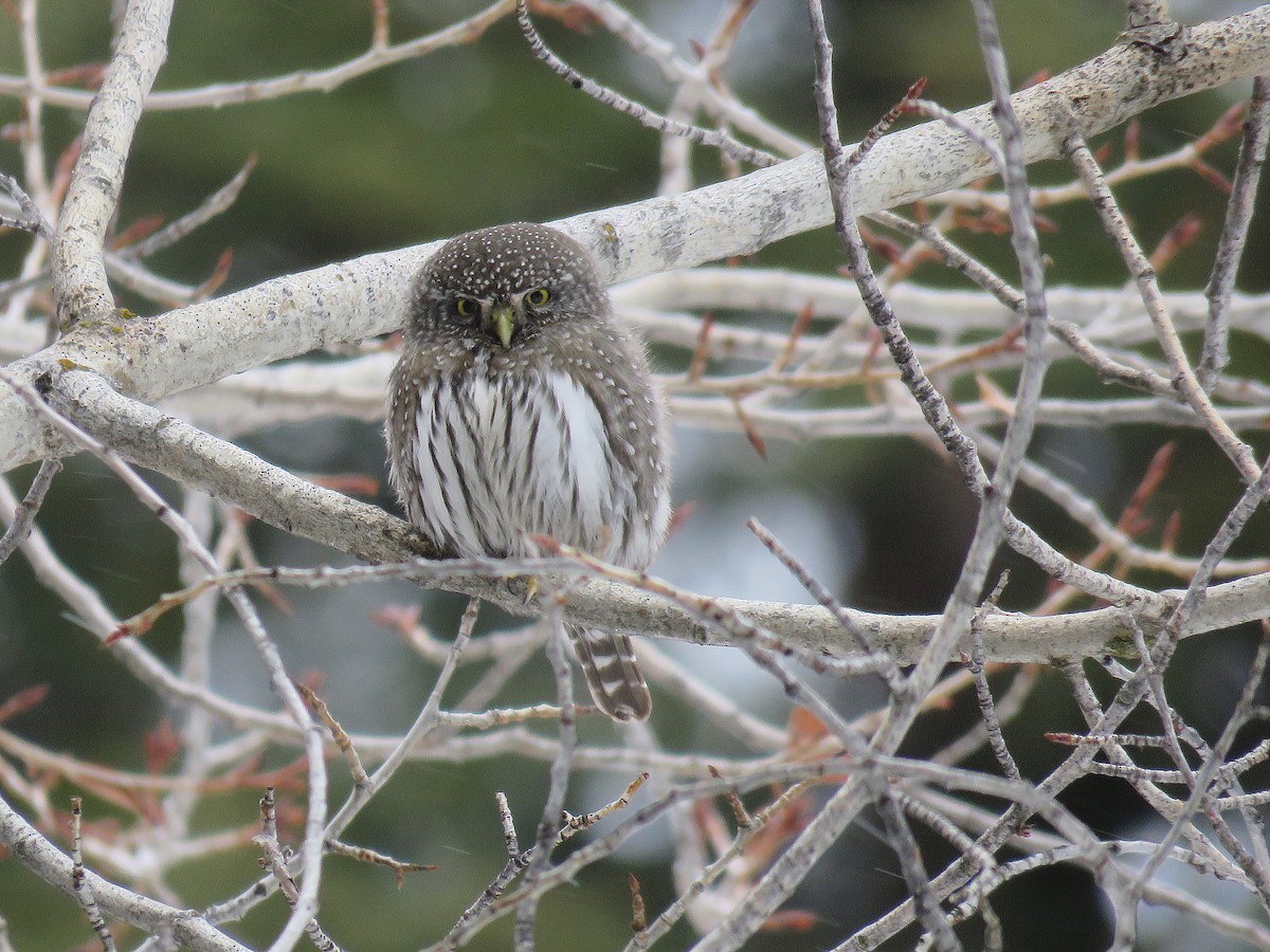 Northern Pygmy-Owl - ML139120781