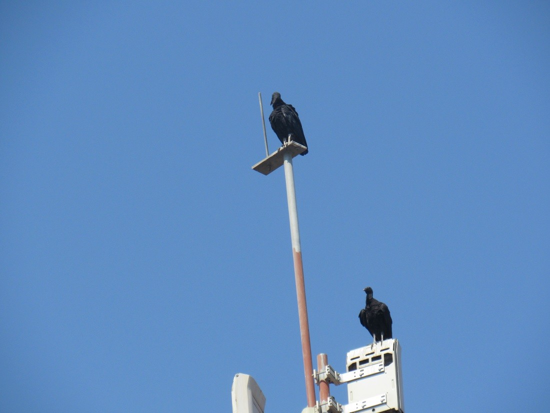 Black Vulture - Edwin Calderon