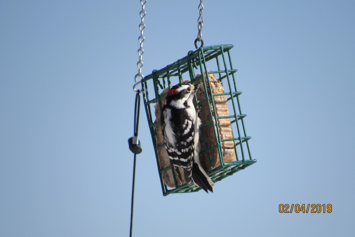 Downy Woodpecker - ML139122301