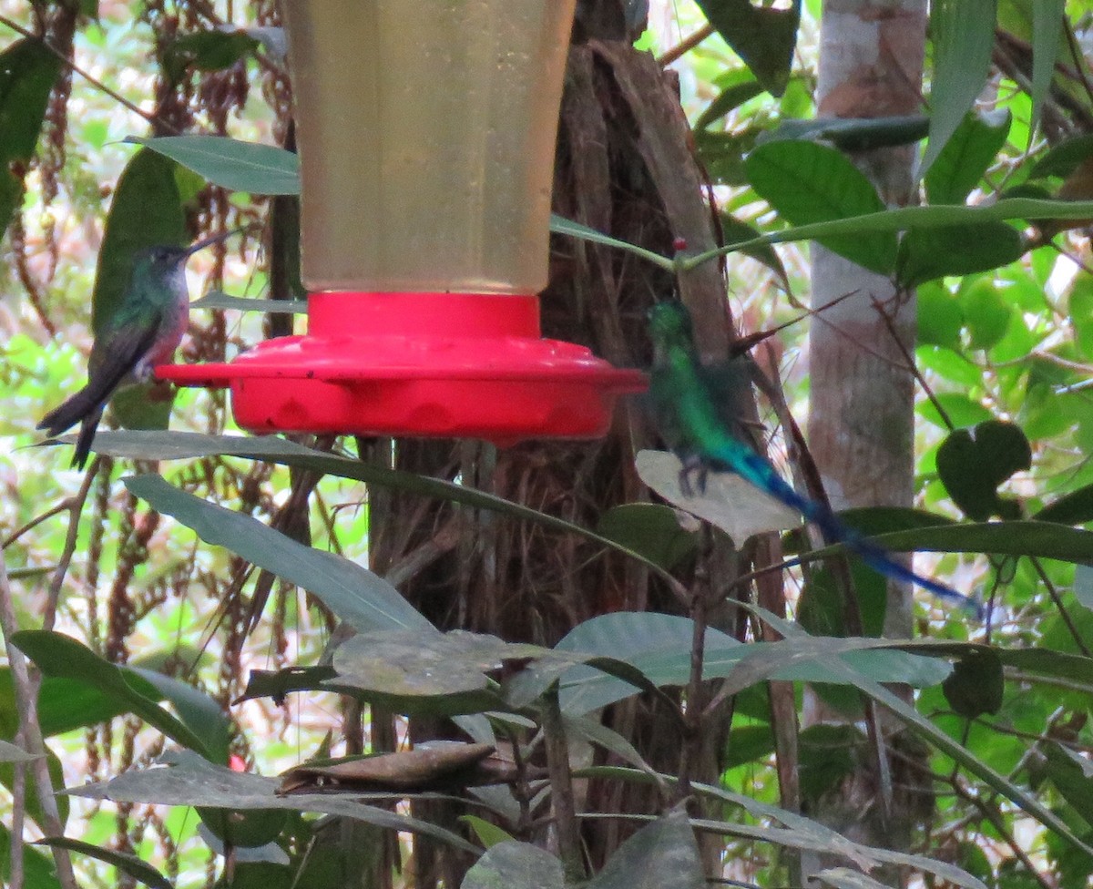 Long-tailed Sylph - ML139122321