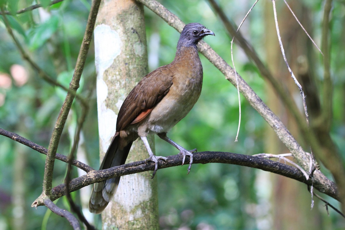 Gray-headed Chachalaca - Diane St-Jacques