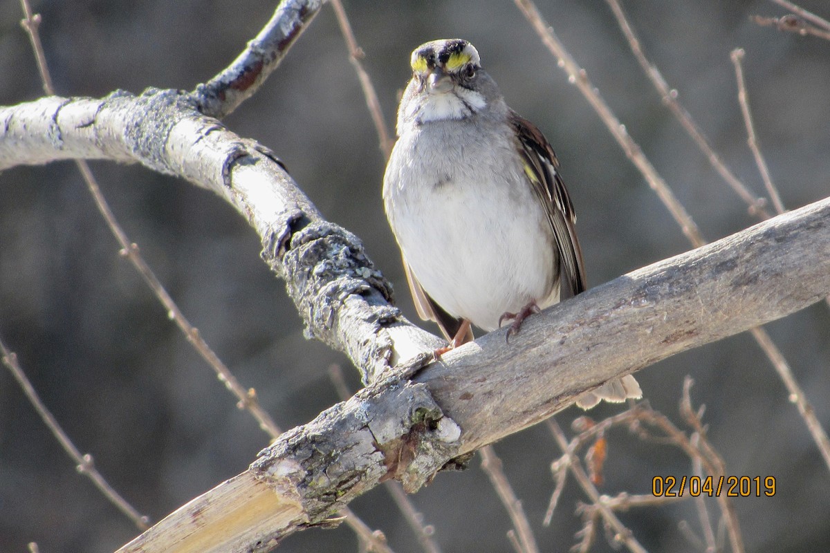 White-throated Sparrow - Mickey Ryan