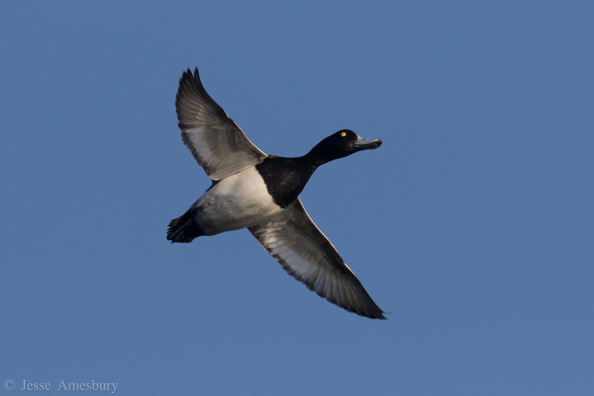 Greater Scaup - Jesse Amesbury