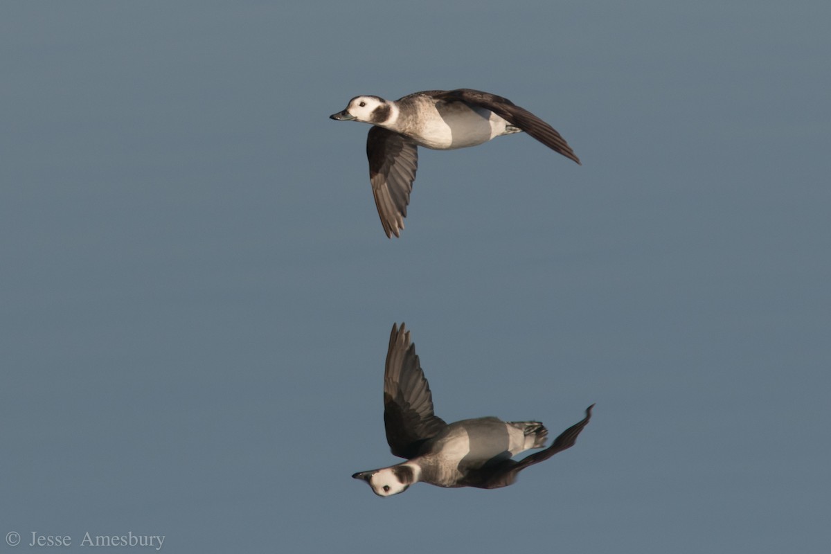 Long-tailed Duck - Jesse Amesbury