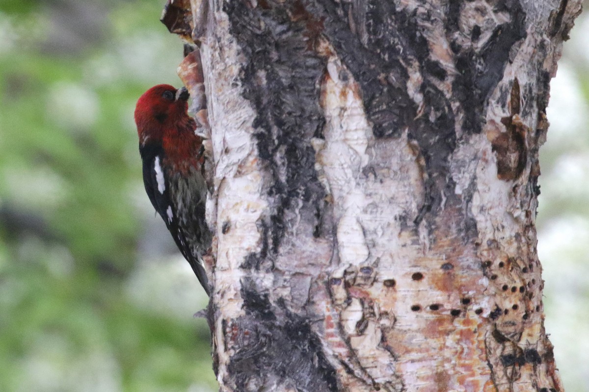 Red-breasted Sapsucker - ML139124421