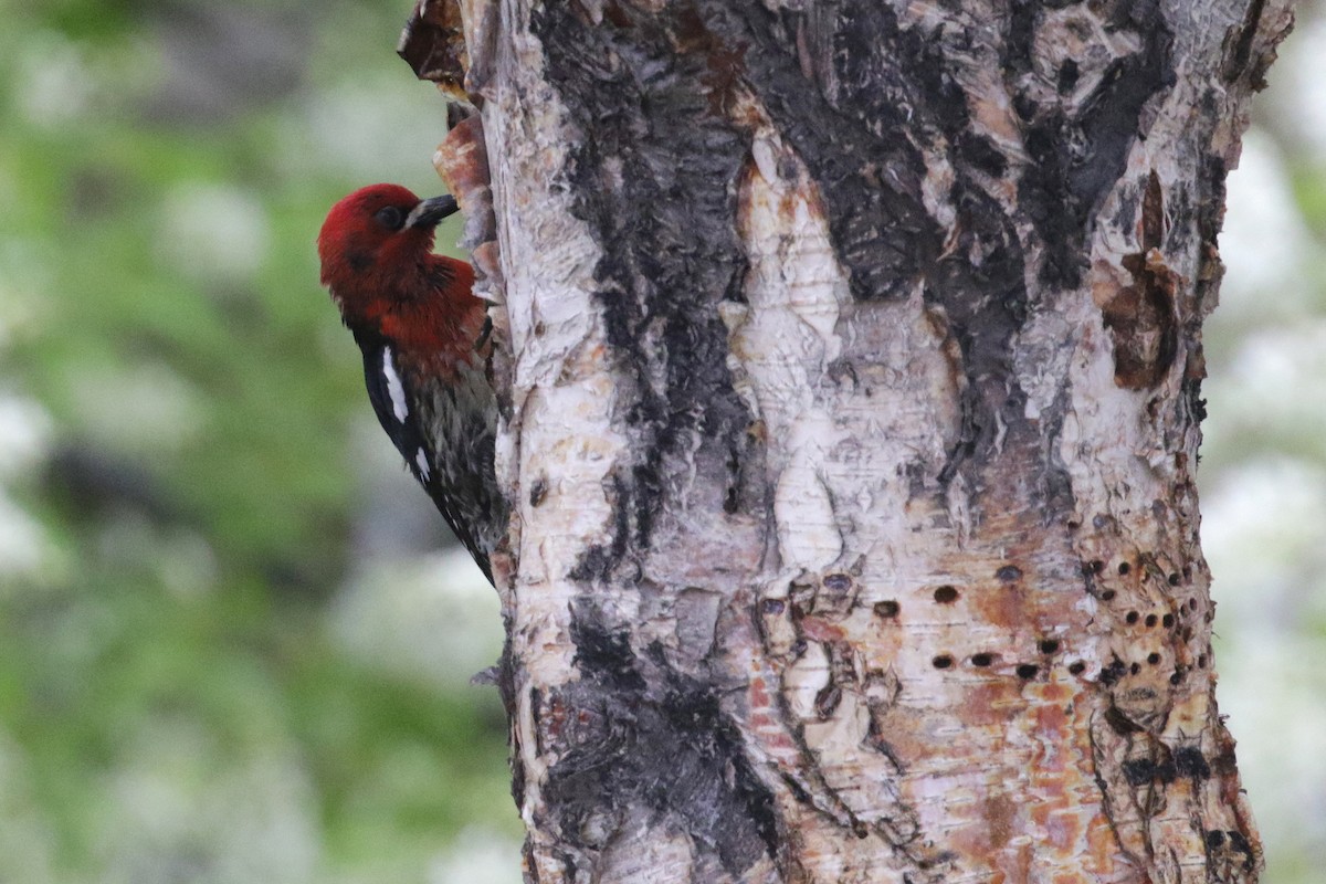 Red-breasted Sapsucker - ML139124441