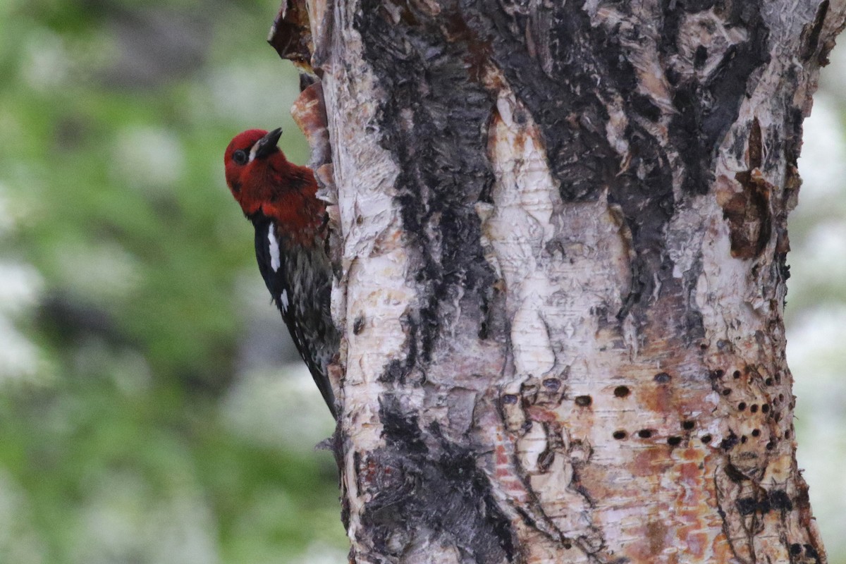Red-breasted Sapsucker - ML139124451