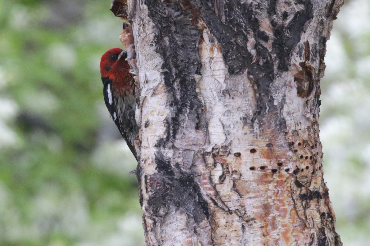 Red-breasted Sapsucker - ML139124481