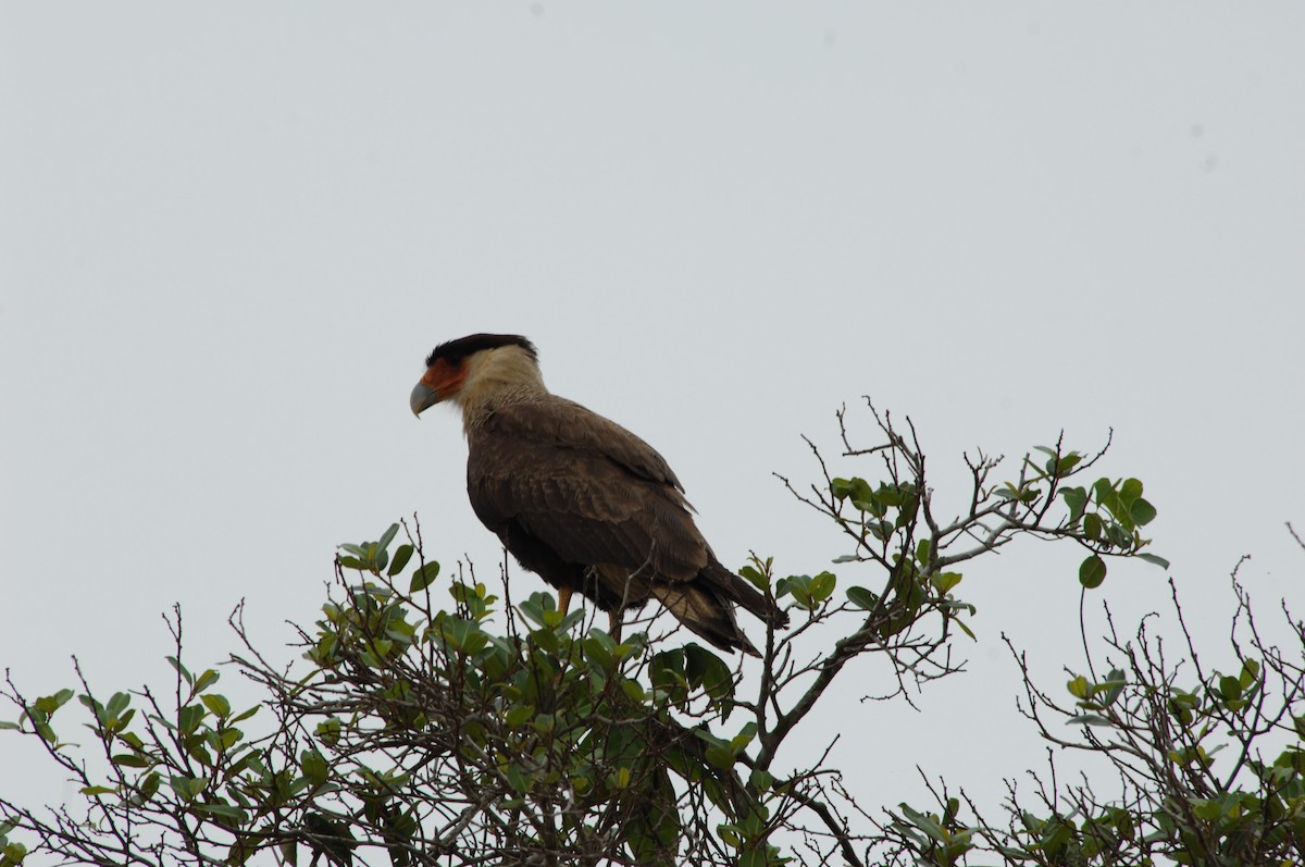 Crested Caracara (Southern) - ML139124961