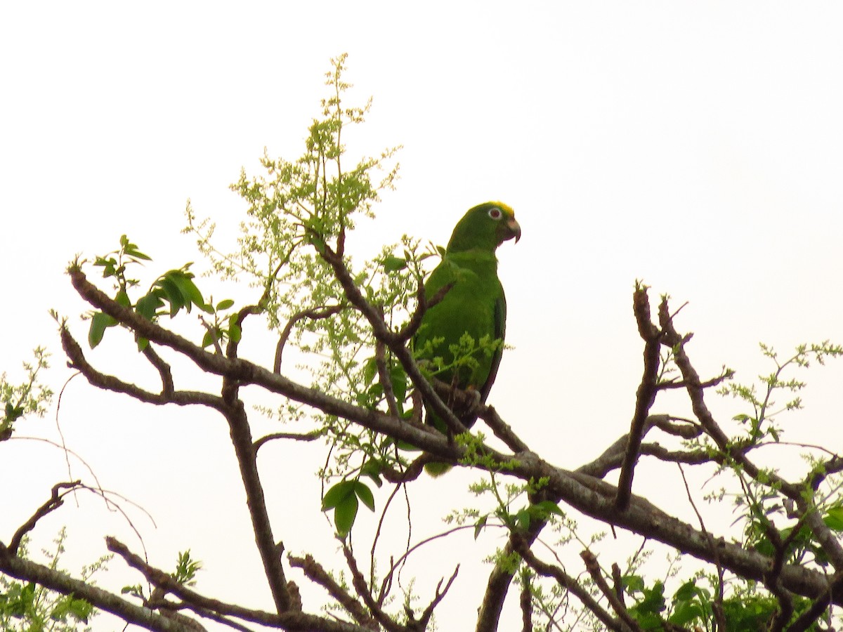 Yellow-crowned Parrot - ML139125911