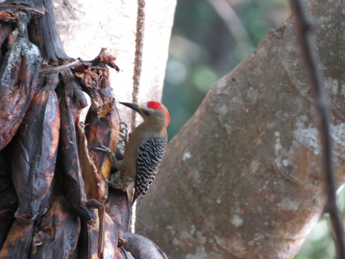 Red-crowned Woodpecker - ML139126091