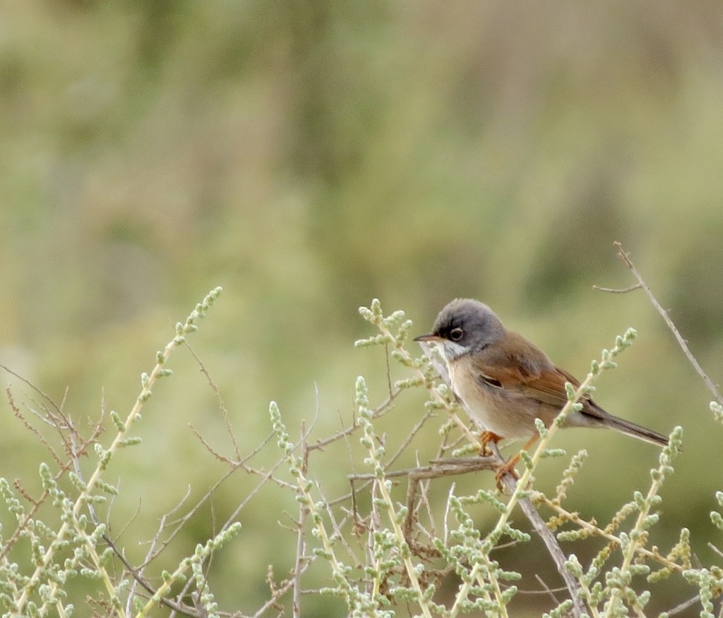 Spectacled Warbler - ML139126721