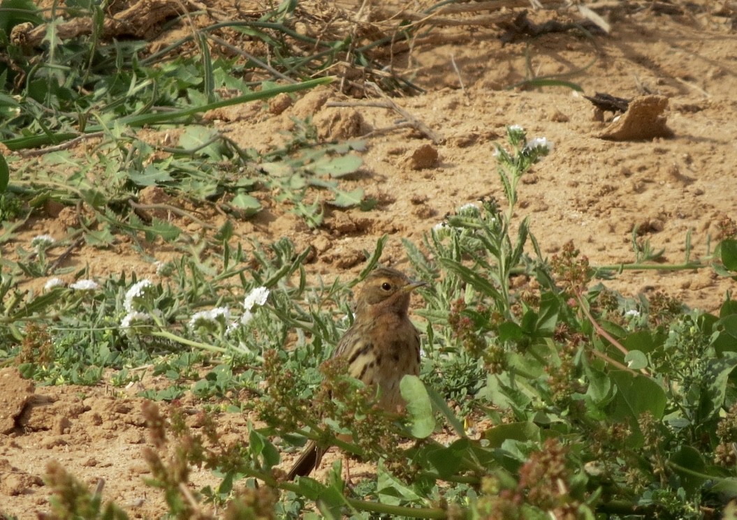 Red-throated Pipit - ML139126921