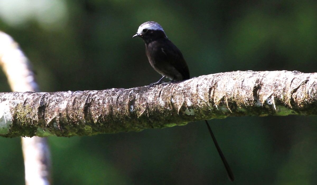 Long-tailed Tyrant - Diane St-Jacques