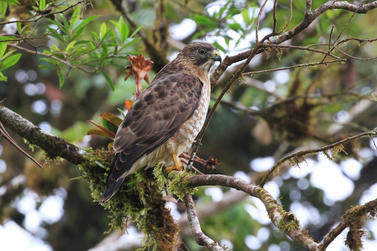 Broad-winged Hawk - Diane St-Jacques