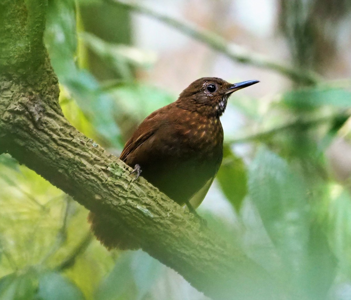 Scaly-throated Leaftosser - Daniel Aldana | Ornis Birding Expeditions