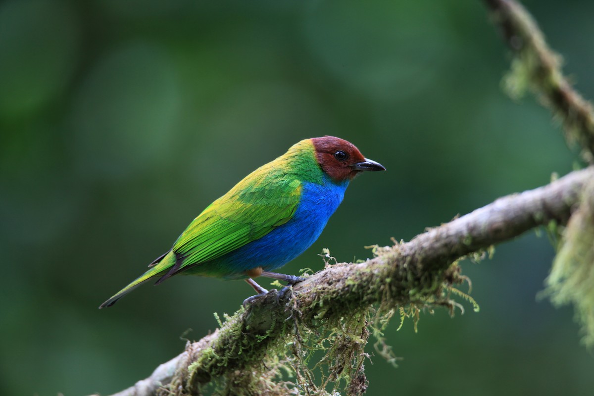 Bay-headed Tanager - ML139127831