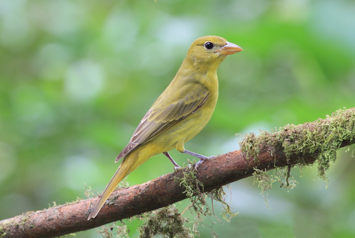 Summer Tanager - Diane St-Jacques