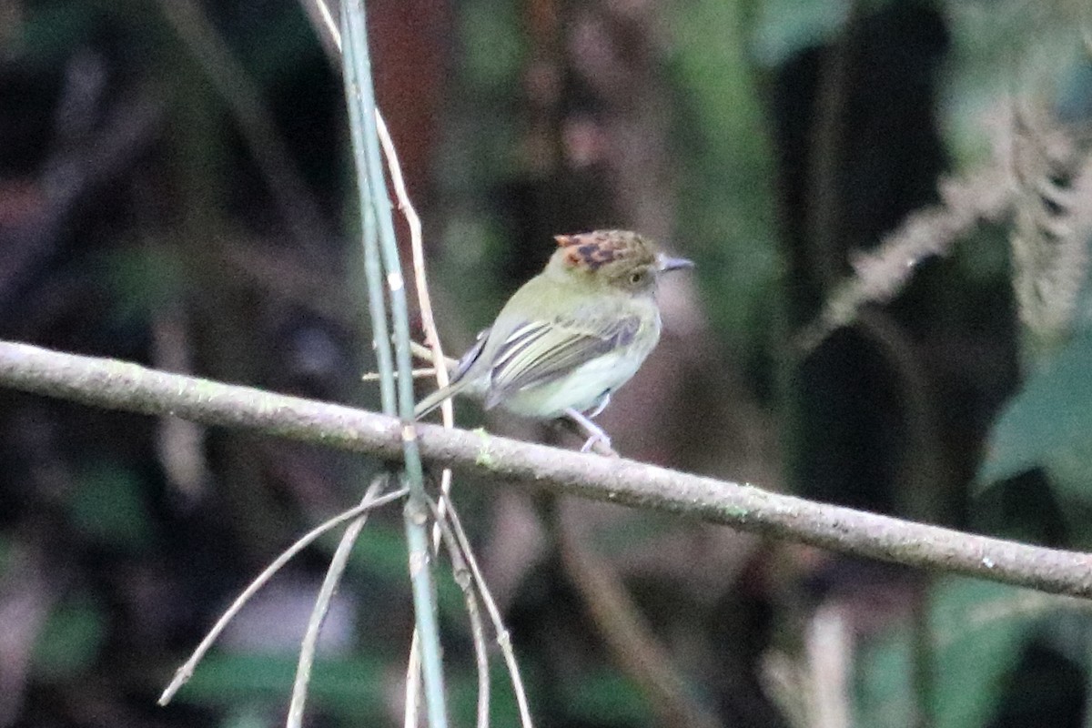 Scale-crested Pygmy-Tyrant - ML139128301