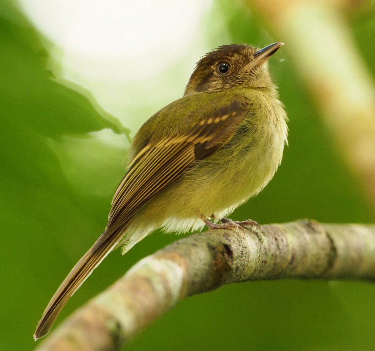 Sepia-capped Flycatcher - ML139128901