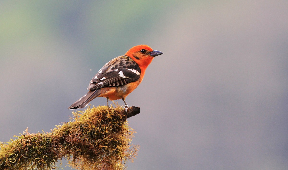 Flame-colored Tanager - ML139129451