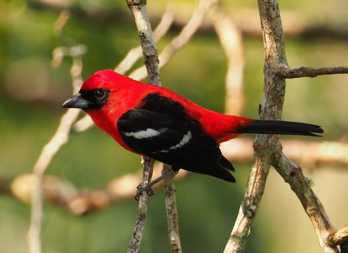 White-winged Tanager - ML139129531