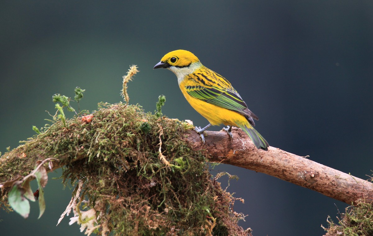 Silver-throated Tanager - Diane St-Jacques