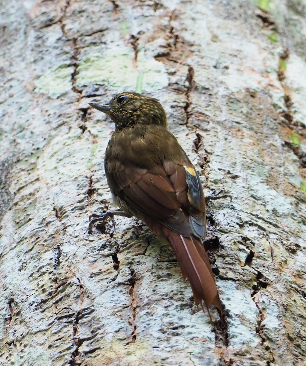 Wedge-billed Woodcreeper - Daniel Aldana | Ornis Birding Expeditions